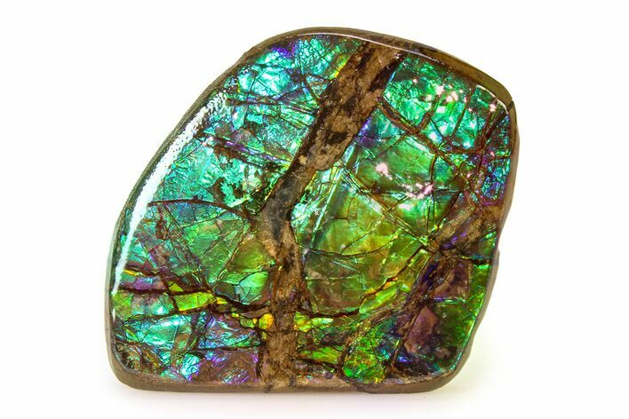 Iridescent Ammolite (Fossil Ammonite Shell) - Greens & Purples #336267